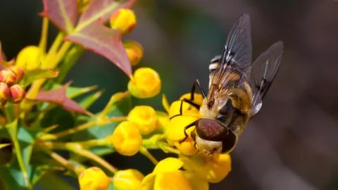 Fly/Bee on Yellow Flowers Stock Photos