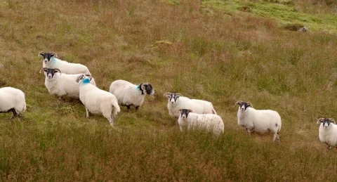 Flybuy sheep Stock Footage 116475196