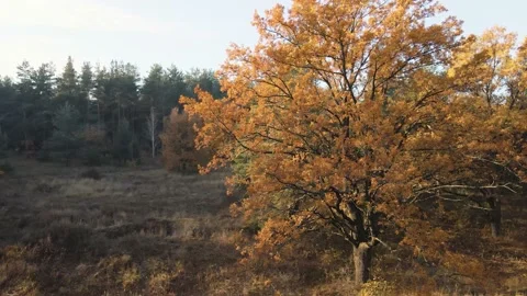 Flyby of autumn oak Stock Footage 204125163