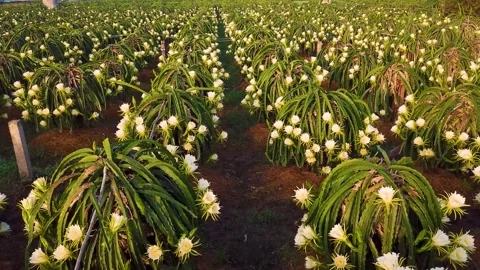 Flycam dragon fruit garden Stock-Footage 305944630