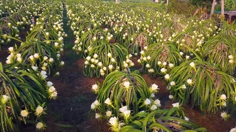 Flycam dragon fruit garden Stock Footage 305944642