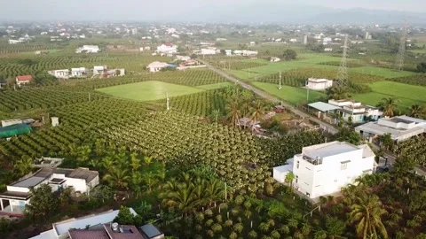 Flycam dragon fruit garden Stock-Footage 305944778