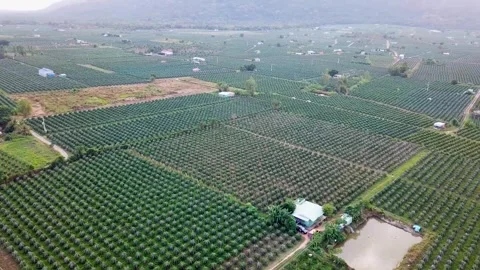 Flycam dragon fruit garden Stock-Footage 305944846