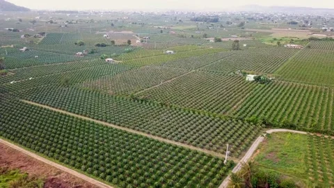 Flycam dragon fruit garden Stock-Footage 305944847