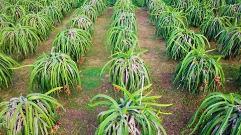 Flycam dragon fruit garden Stock-Footage 305944913