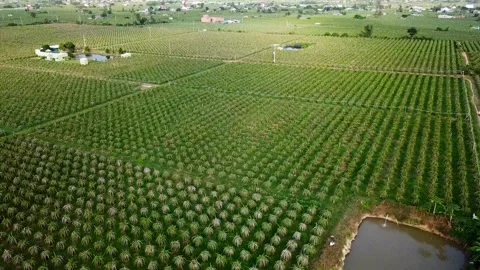 Flycam dragon fruit garden Stock-Footage 305944981