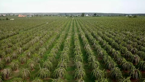 Flycam dragon fruit garden Stock-Footage 305945004