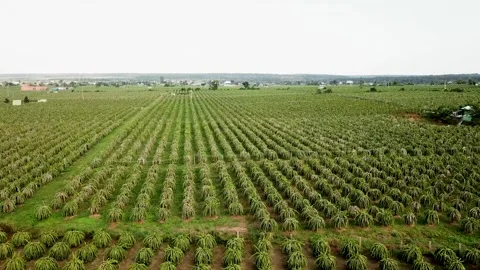Flycam dragon fruit garden Stock-Footage 305945019