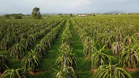 Flycam dragon fruit garden Stock-Footage 305945128