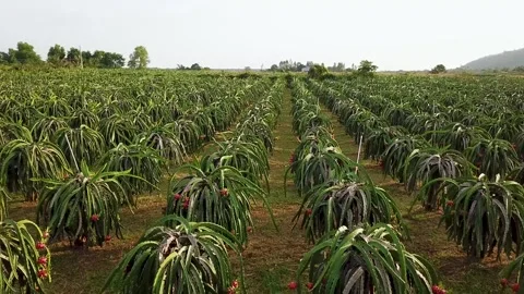 Flycam dragon fruit garden Stock-Footage 305945145