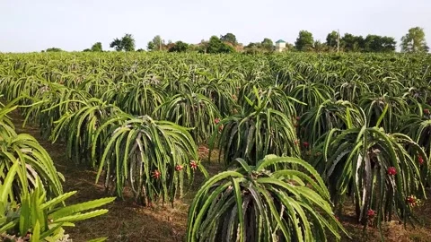 Flycam dragon fruit garden Stock-Footage 305945213