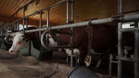 Flycam movement inside a mountain stable with cows waiting for food Stock Footage 117435798
