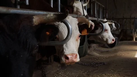 Flycam movement inside a mountain stable with close up cows waiting for food Stock Footage 117627523