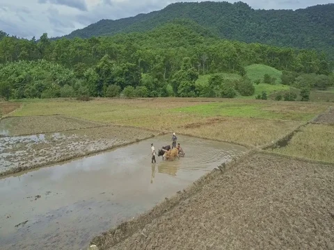 Flycam Moves to Men and Big Oxen Plowing Rice Field Stock Footage
