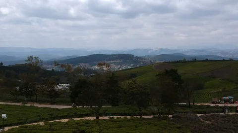 Flycam pan on tea plan Stock Footage 87198774