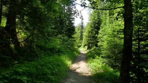 Flycam shot in the path in the woods Stockbeeldmateriaal 77068346