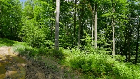 Flycam shot in the path in the woods Video stock 77068356