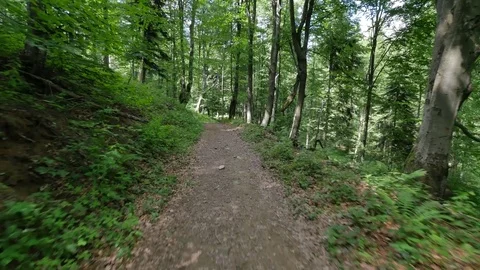 Flycam shot in the path in the woods. Stock-Footage 77210344