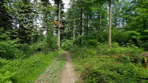 Flycam shot in the path in the woods. Stock-Footage 77210416