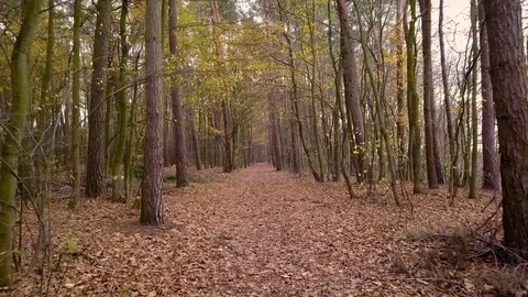 Flycam shot in the path in the woods. Forest in autumn. Stock-Footage 82432072