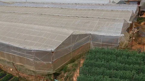 Flycam on strawberry farm Stock Footage