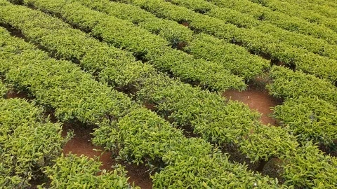 Flycam Tea Plan Stock Footage 87198733