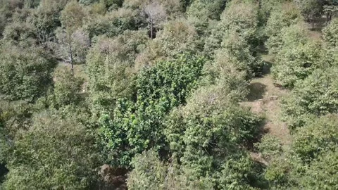 Flycam vietnamese forest Stock-Footage 242836539