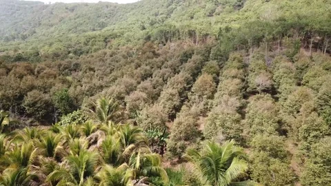Flycam vietnamese forest Stock-Footage 242836550