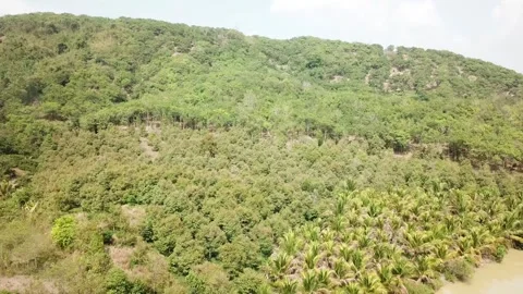 Flycam vietnamese forest Stock-Footage 242836587