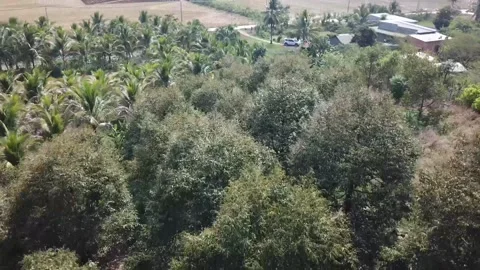 Flycam vietnamese forest Stock-Footage 242836591