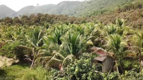 Flycam vietnamese forest Stock-Footage 242836604