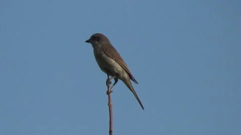 Flycatcher on a branch 스톡 동영상 52695716