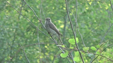 Flycatcher on a branch, grass Stock Footage 52696882