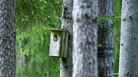 The flycatcher chick in the nesting box Stock Footage 195935439