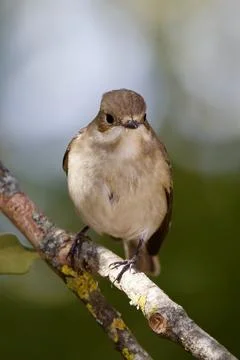 Flycatcher close up with blur background Stock Photos
