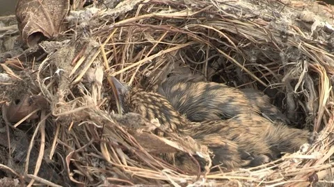 Flycatcher nest with chicks Stock-Footage 84720264