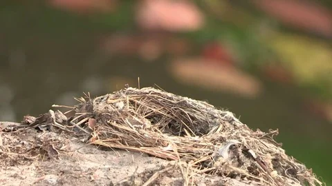 Flycatcher nest with chicks Video stock 84720318