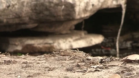 Flycatcher at nest with chicks Video stock 84721146