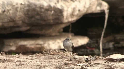 Flycatcher at nest feeding chicks Stock-Footage 84720261