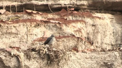 Flycatcher at nest feeding chicks Vídeo Stock 84720467