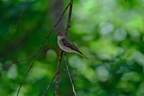 A flycatcher perching on a branch in the forest Stock Photos
