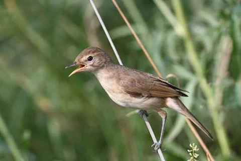 Flycatcher 스톡 사진