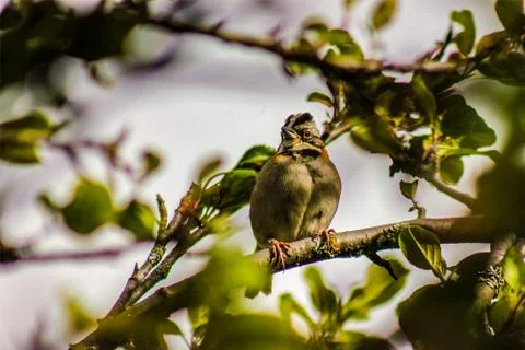 Flycatcher Stock Photos
