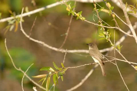 Flycatcher Foto stock