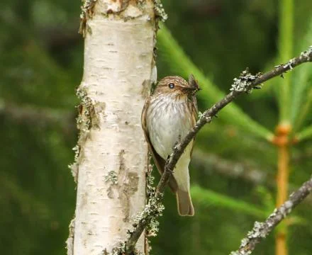 Flycatcher Stock Photos