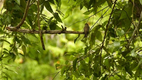 Flycatcher type bird flying off and coming back to same spot Stock Footage 123607394