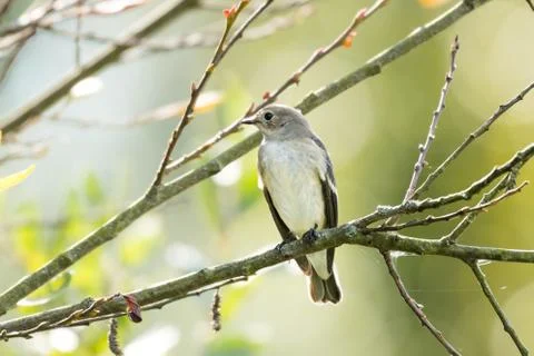 A flycatcher watching from a tree Foto stock