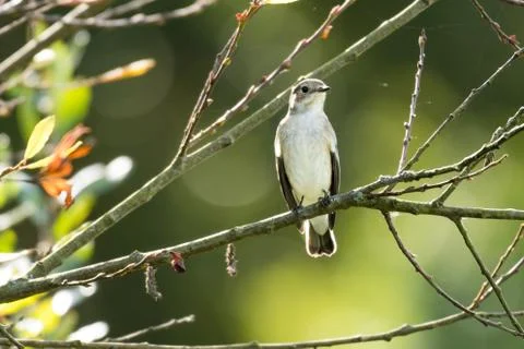 A flycatcher watching from a tree Stock Photos