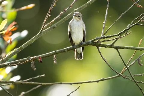 A flycatcher watching from a tree Stock Photos