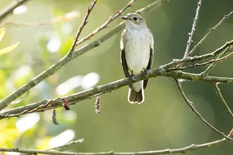 A flycatcher watching from a tree Stock Photos